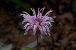 Eastern beebalm