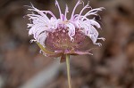 Eastern beebalm