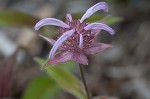 Eastern beebalm