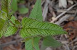 Eastern beebalm