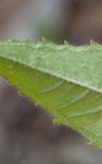 Eastern beebalm