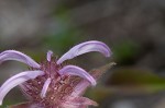 Eastern beebalm