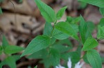 Eastern beebalm