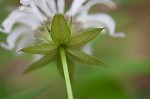 Eastern beebalm