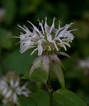 White bergamot