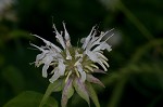 White bergamot