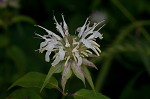 White bergamot