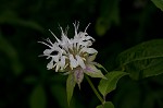 White bergamot