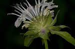 White bergamot