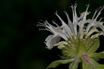 White bergamot