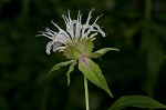 White bergamot