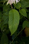 White bergamot