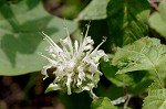 White bergamot