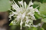 White bergamot