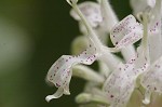 White bergamot