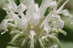 White bergamot