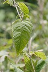 White bergamot