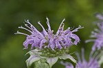 Mintleaf beebalm