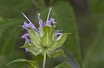 Mintleaf beebalm