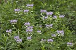 Mintleaf beebalm