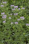 Mintleaf beebalm