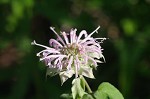 Mintleaf beebalm