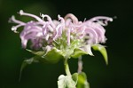 Mintleaf beebalm