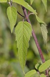 Mintleaf beebalm