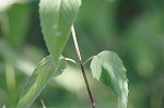 Mintleaf beebalm