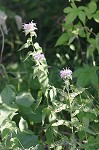 Mintleaf beebalm