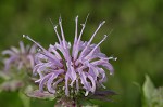 Mintleaf beebalm