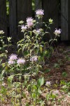 Mintleaf beebalm