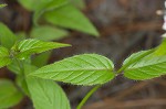 Redpurple beebalm