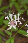 Redpurple beebalm