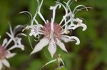 Redpurple beebalm