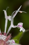 Redpurple beebalm