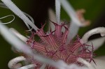 Redpurple beebalm