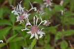 Redpurple beebalm