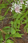 Redpurple beebalm