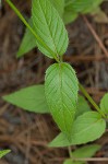 Redpurple beebalm