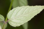 Redpurple beebalm