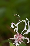 Redpurple beebalm