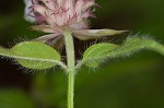 Redpurple beebalm