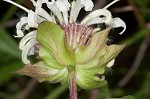 Beebalm