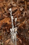 Indianpipe