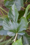 White mulberry