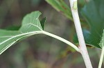 White mulberry