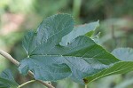 White mulberry