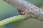 White mulberry