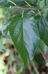 White mulberry